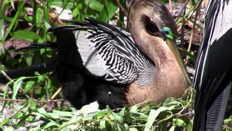 un pájaro tipo garza construye otro en un pantano