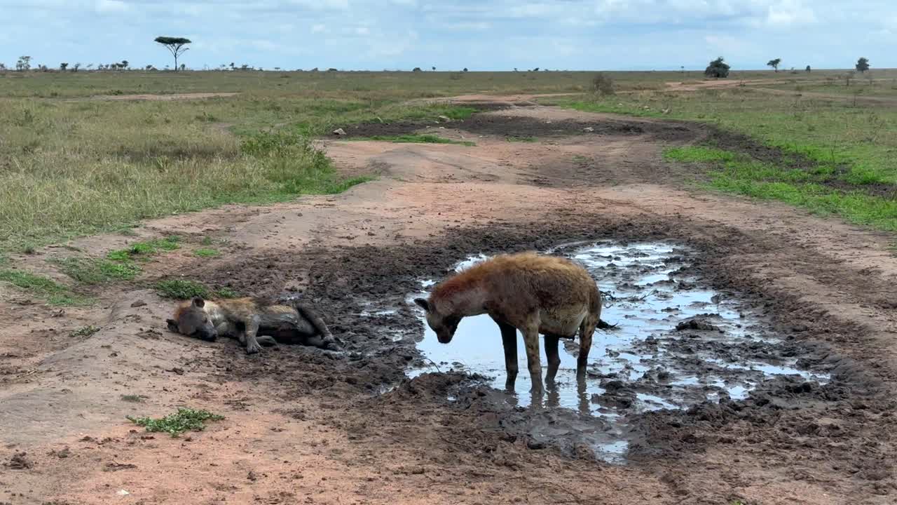 탄자니아의 세렌게티 국립공원 (serengeti national park) 에 있는 웅이에서 다리를 다친 채 소변을 하는 얼룩진 하이에나 (crocuta crocuta)