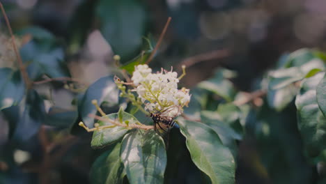 Elegant-butterfly-diligently-pollinating-a-coffee-flower-in-the-serene-morning-garden,-showcasing-the-beauty-of-nature's-intricate-processes