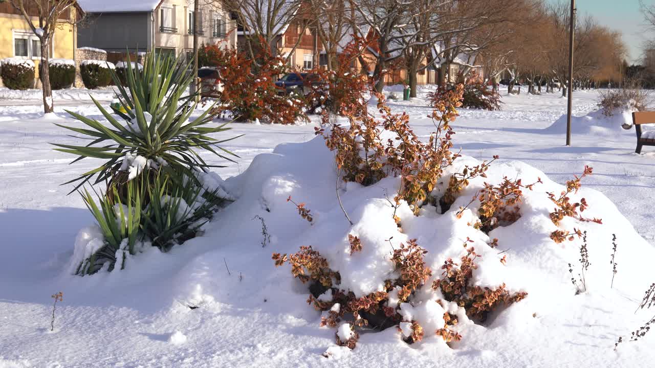 Piante e terreno ricoperti dal freddo invernale in un contesto residenziale. Stagione delle basse temperature