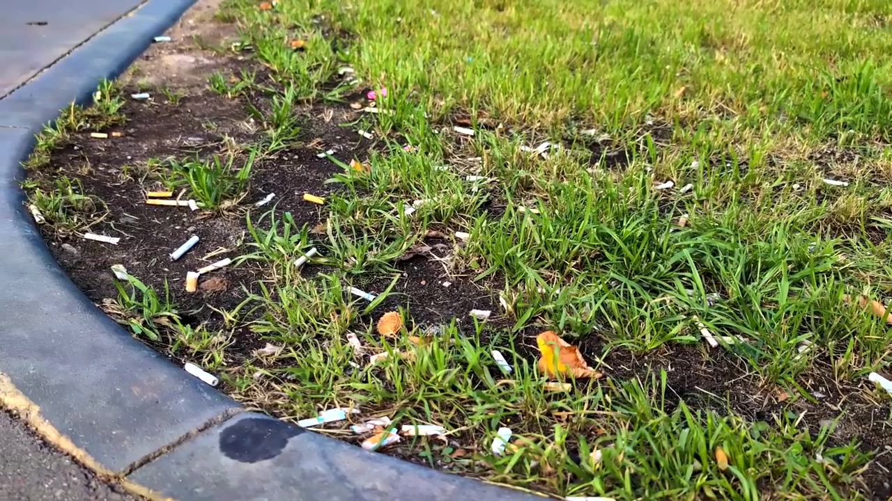 Discarded cigarette filters form clusters along the inside of a curved curb surrounding patchy grass in a fixed wide shot of tobacco waste urban littering and poor maintenance outdoors