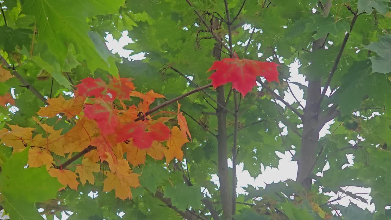 Colorful maple leaves blowing strongly in the wind – autumn foliage in motion