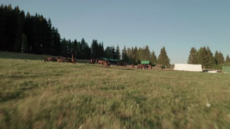 aerial drone footage of horses grazing on a meadow in sihla, slovakia