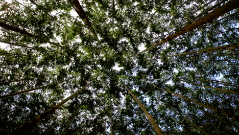 Young tree plantation in South Africa, vertical view, rotating