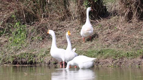 a group of geese interacting near a pond