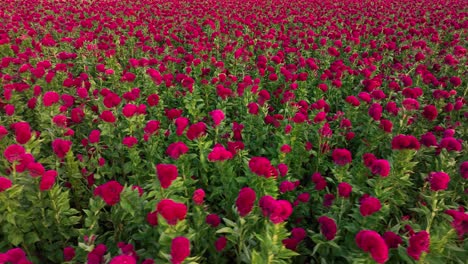 Imágenes-De-Drones-De-Un-Cultivo-Lleno-De-Flores-De-Terciopelo