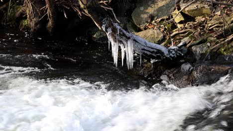 icicles on a tree trunk in a stream in winte