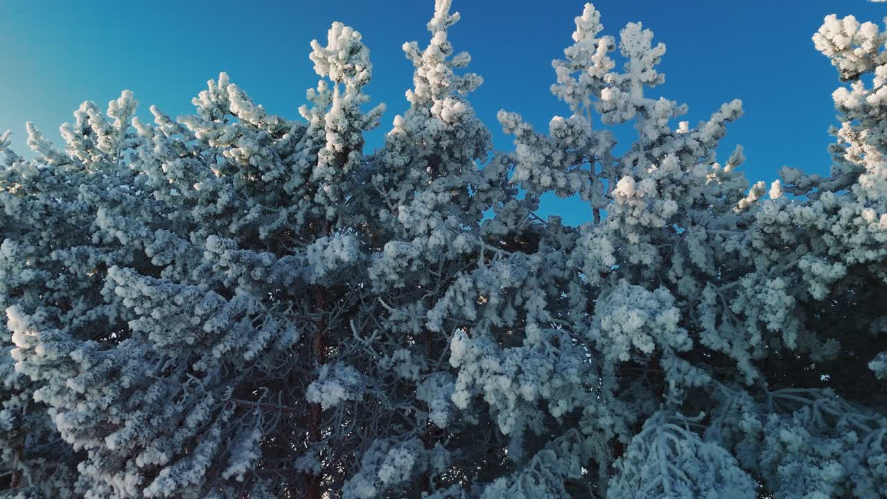 Snødekte trær mot en blå himmel