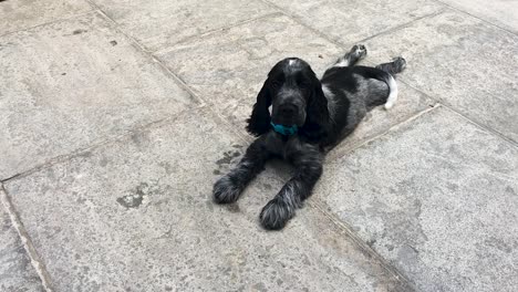 cute sleepy spaniel puppy dog happy to see owner and wags tail, slomo