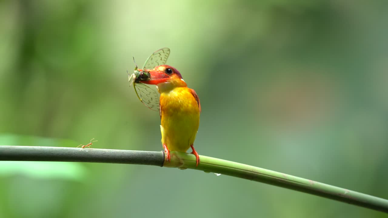 푸른 대나무 가지 에 있는 신선 한 곤충 을 먹고 있는 루푸스 백 킹피셔 또는 세이크스 루피도르사 새