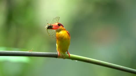 a rufous-backed kingfisher or ceyx rufidorsa bird is eating fresh insects on a green bamboo branch