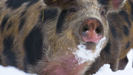 close up of a sandy and black pig oinking at the camera and another feeding behind it