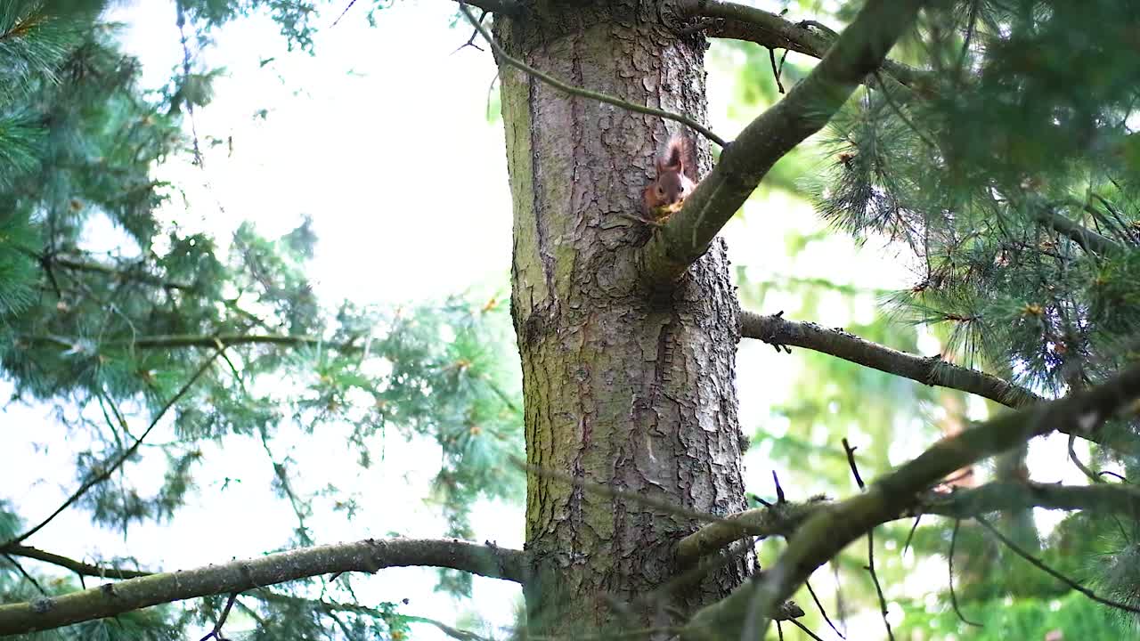 Tilt shot. Squirrel sitting in a pine tree and eating. Shot in full hd 120 fps.