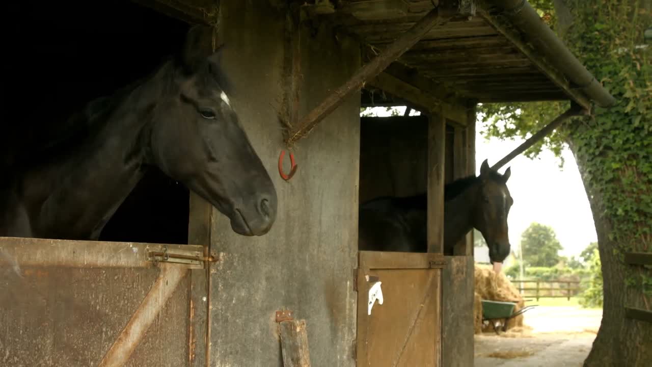 Horses in stable in the countryside
