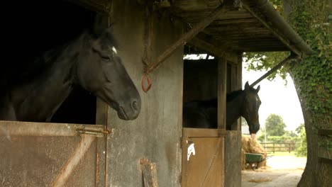 horses in stable in the countryside