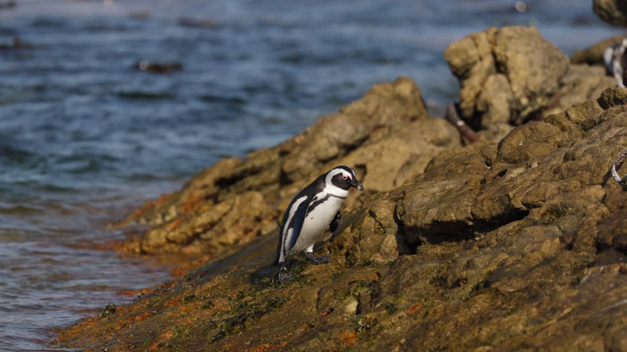 Couple of African penguin (Spheniscus demersus) stands on rugged shoreline rocks at Betty’s Bay near Cape Town, with vibrant moss and the Atlantic Ocean waters surrounding the coastal habitat