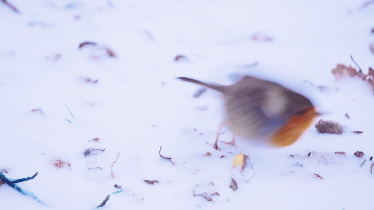 꼬리를 포기하고 날아가는 눈 속의 로빈 새