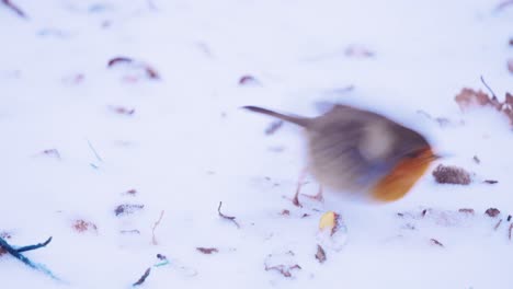 pájaro petirrojo en la nieve, agitando la cola y volando