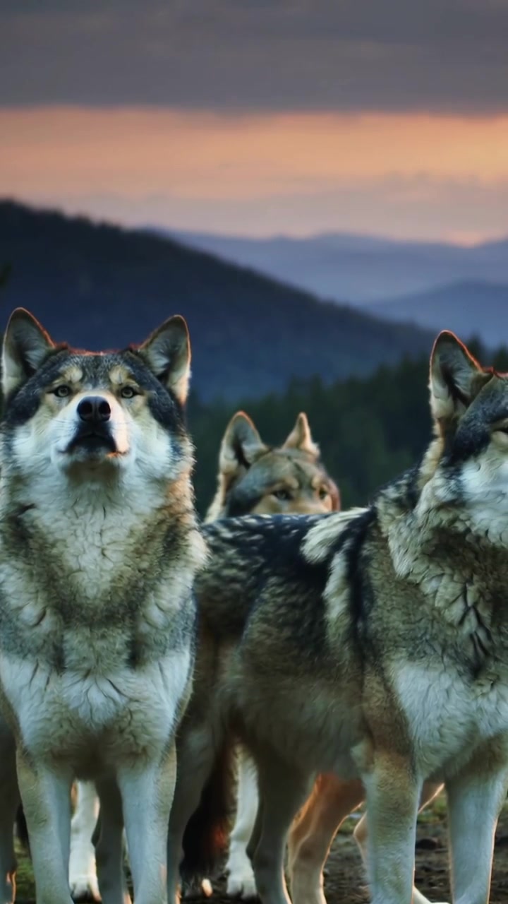 Vertical video: Shifting 3-wolf pack scanning ridge at dawn for threats, revealing smaller wolf