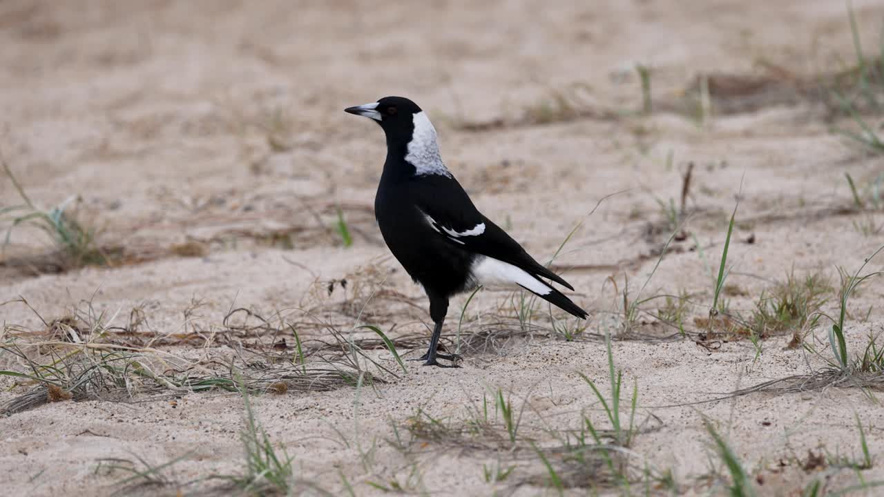 A magpie walks gracefully on a sandy beach, surrounded by sparse grass, under natural daylight