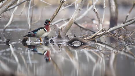 wood duck jumps off log and swims away out of frame