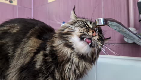 Eine-Flauschige-Getigerte-Katze-Trinkt-Wasser-Aus-Einem-Laufenden-Wasserhahn-Und-Hat-Dabei-Die-Zunge-Heraus,-In-Einer-Nahaufnahme