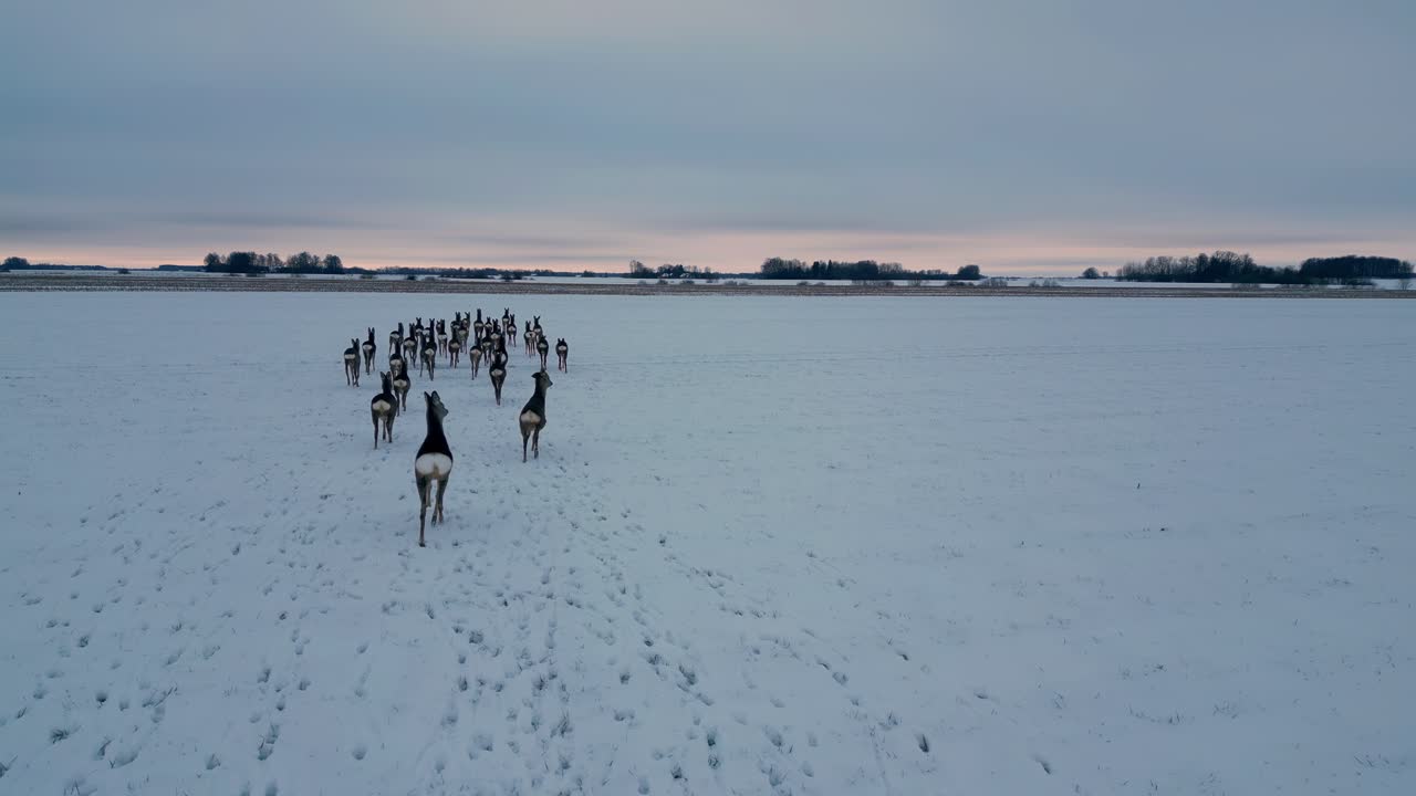 Drone seguindo rebanho de veados caminhando juntos em paisagem de inverno de neve e gelo branco no Norte da Europa