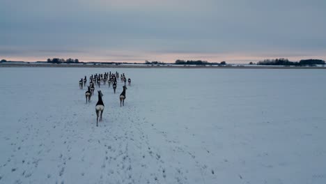 drone following herd of deer walking together on white snow ice winter landscape in northern europe