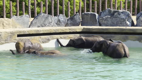 Elefantes-Bebés-Nadando-Cerca-De-La-Pared-En-Una-Piscina-De-Safari