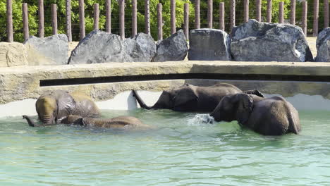 elefantes bebés nadando cerca de la pared en una piscina de safari