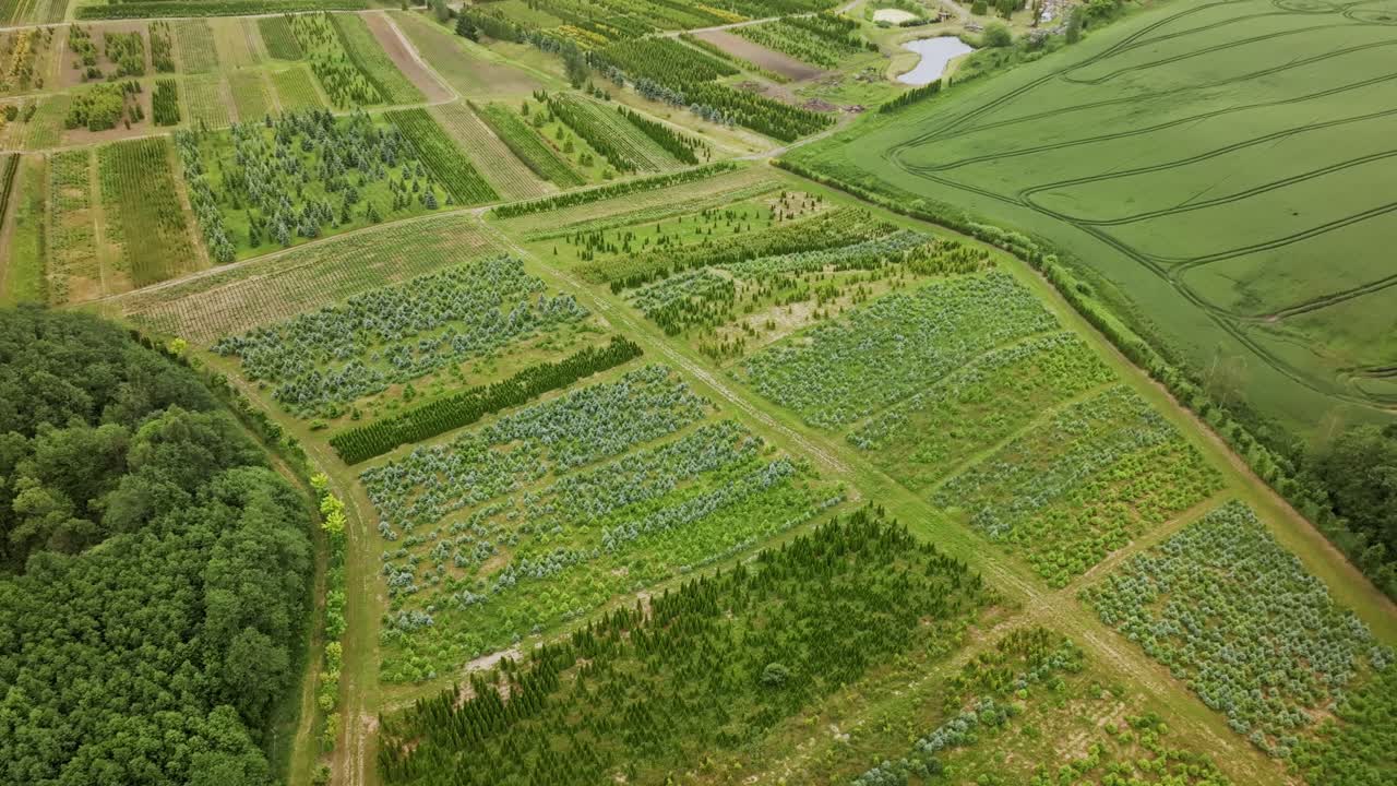 Drone slowly ascends revealing symmetrical tree plantation in rural Blīdene