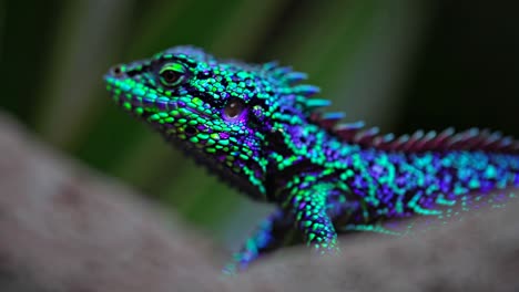 close-up of a colorful iguana