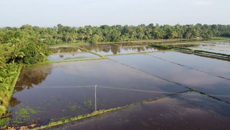 Línea-Eléctrica-Que-Atraviesa-La-Granja,-El-Campo-Ha-Sido-Arado-Y-Regado-Para-El-Cultivo,-Campos-De-Arroz-En-Asia,-Toma-De-ángulo-Alto,-Toma-Aérea