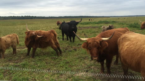 highland catte bull scratching itself with horn