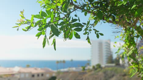 Hojas-Verdes-Colgantes-De-árbol-En-Un-Soleado-Lugar-De-Vacaciones-En-La-Costa.