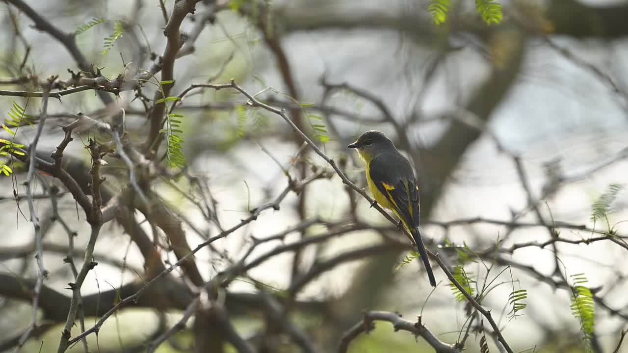 Primer plano detallado de la elegante cabeza y el pico afilado de un Minivete Colilargo mientras escanea el dosel en busca de presas