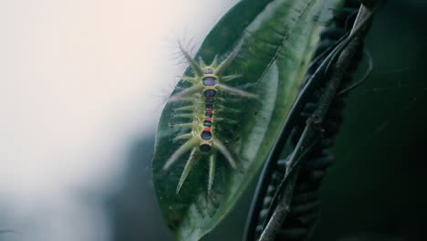 Different-shaped-caterpillar-on-green-leaf