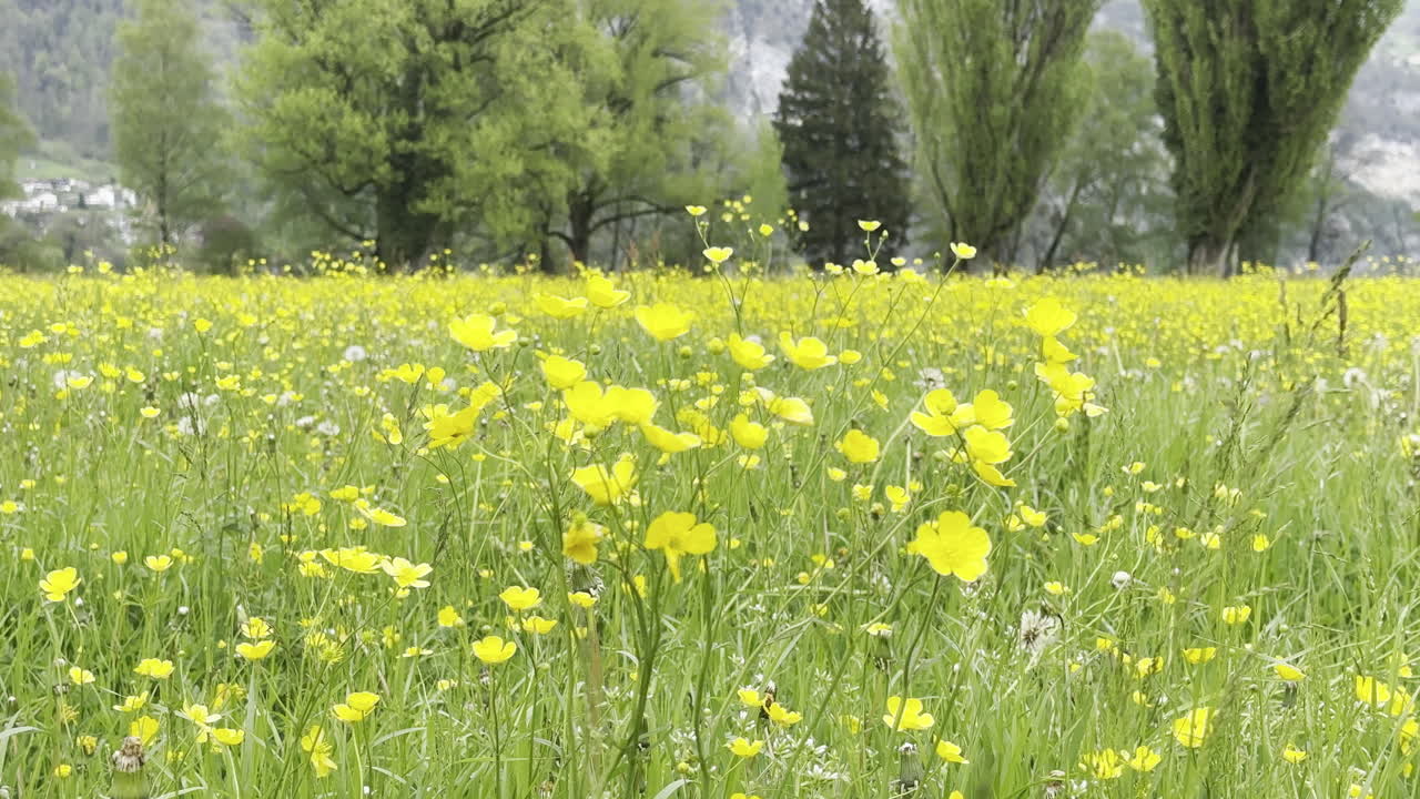 Close-up view of a magnificent yellow flower field with trees in the background