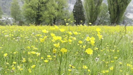 Vista-Cercana-De-Un-Magnífico-Campo-De-Flores-Amarillas-Con-árboles-En-El-Fondo