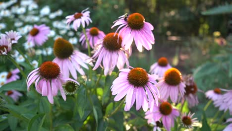 Video-En-Cámara-Lenta-De-Una-Abeja-Polinizando-En-Un-Jardín-De-Flores-Púrpuras