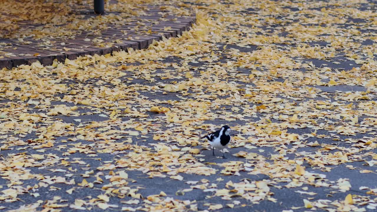 Magpie lark walking among fallen leaves in Melbourne