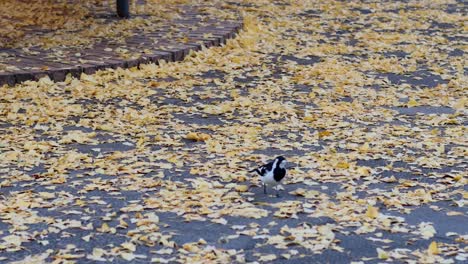 magpie lark walking among fallen leaves in melbourne