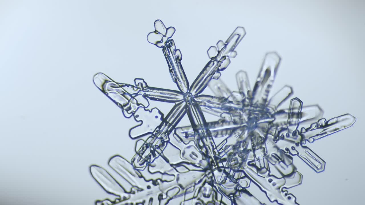 dendrita estelar de cristal de hielo de copo de nieve bajo el microscopio