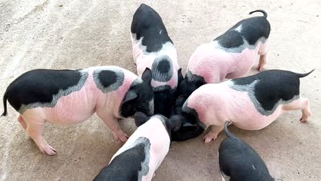 group of mini pigs eating together at zoo