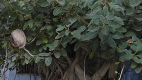 ancient banyan tree with green leaves at day from flat angle