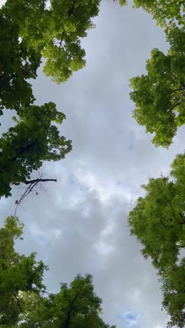 Under the green treetops with sky as copy space, 4K