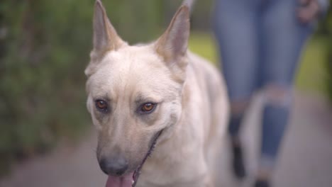 close up of a dog walking in the park