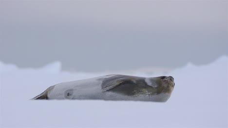 foca de ross en el hielo marino en el fiordo lallemand en la península antártica en la antártida