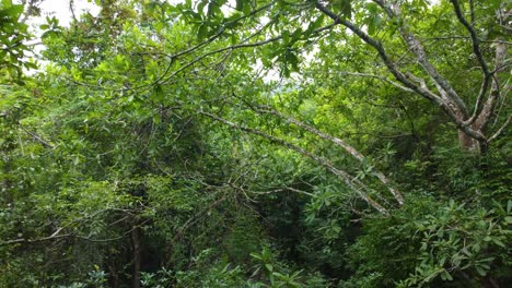 Close-up-view-from-a-section-of-the-Santa-Marta,-Colombia's-forest-and-its-environmental