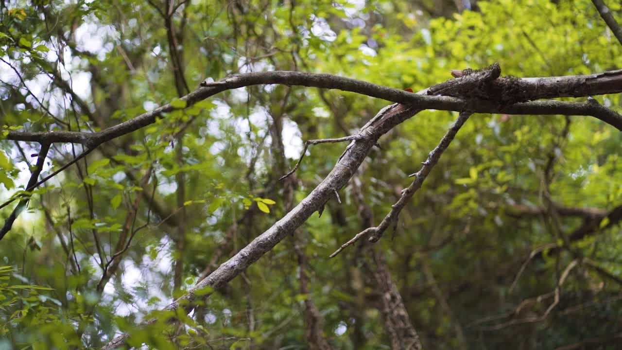 Tree branches in Salto Encantado park, located in Misiones, Argentina